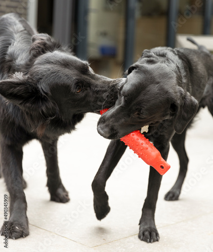 Samen spelen photo