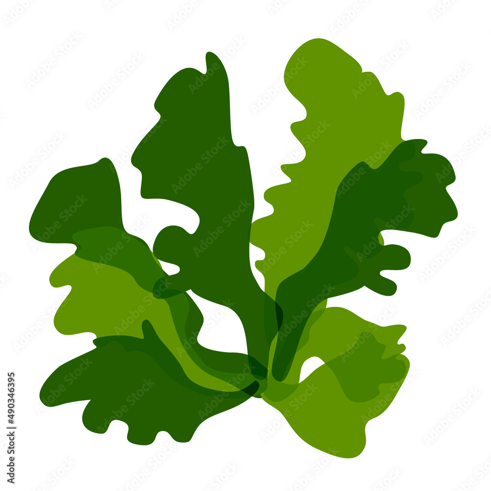 Green algae ulva fish is a clump of seaweed, edible algae. Green algae ulva fish is a clump of seaweed, edible algae.