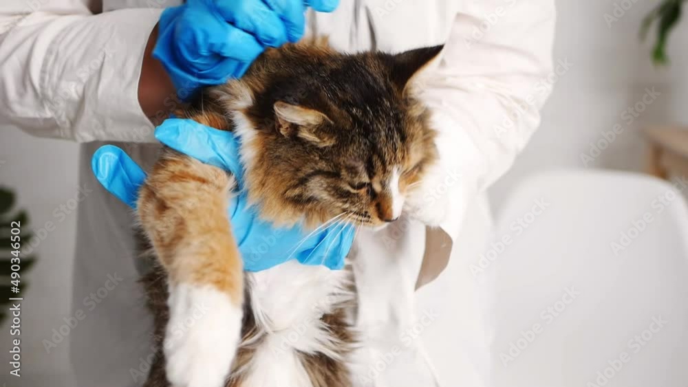 A cat with a veterinarian in the clinic on a white background. A cat with a veterinarian in the clinic on a white background.
