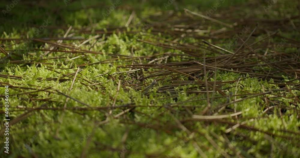 Dry fallen pine leaves on forest ground. Slow slider right, close up Dry fallen pine leaves on forest ground. Slow slider right, close up