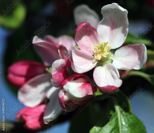 Apple blossom in Norfolk, England 
