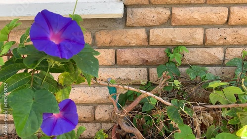 Purple morning glory flower in the wind photo