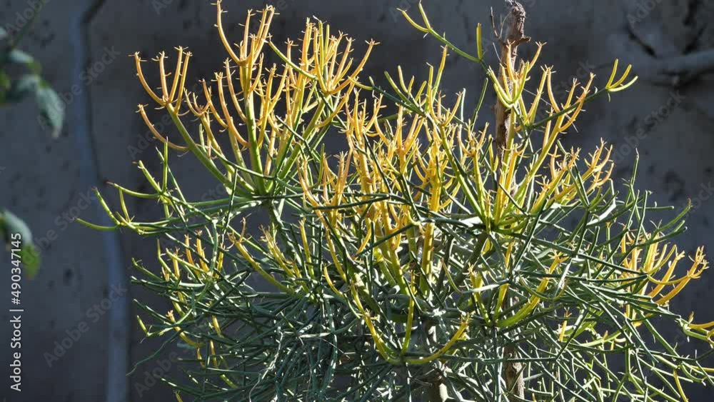 Cactus plant in bunch in Pakistan. Cactus plant thorns and leaf Stock