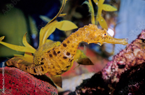 A seahorse also written sea-horse and sea horse is any of 46 species of small marine fish in the genus Hippocampus.