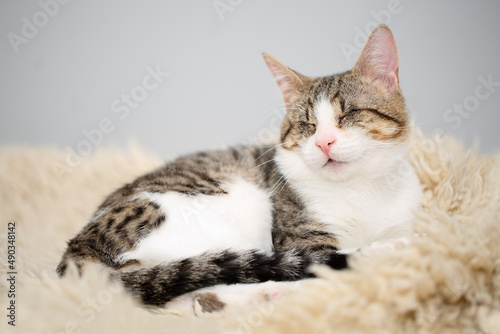 Adorable blind white and brown tabby cat lying on a beige fleecy rug. Cute and affectionate rescued kitty, lost its eyes due to a severe Feline Herpesvirus Infection.