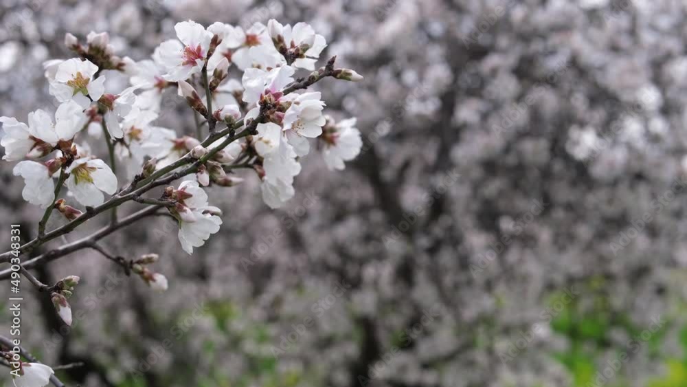 Almond trees with pink-white blossoms. Spring arrival scene.
Almond trees with pink-white blossoms. Spring arrival scene.