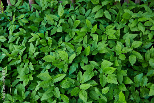 Wallpaper Mural Blätter, Pflanzen, Textur, Struktur. Torontodigital.ca