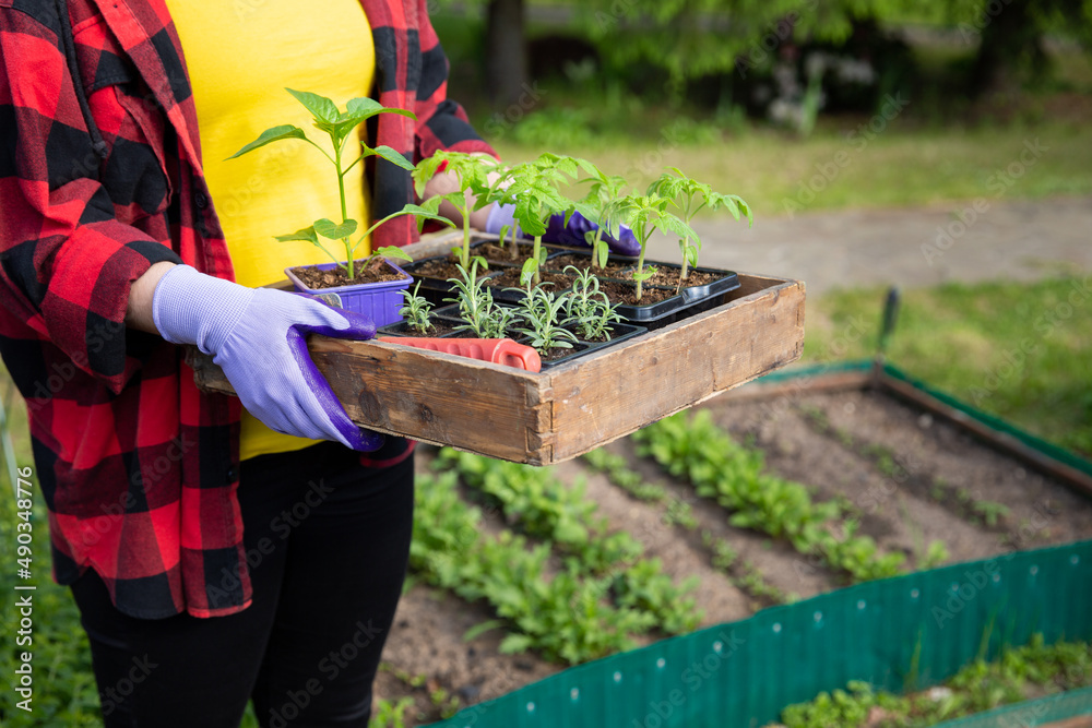 Naklejka premium Wooden tray with vegetable seedling in hands against background of garden beds. Tomato, pepper and rosemary sprouts ready to land. Planting seedlings in open ground. Gardening concept, springtime.