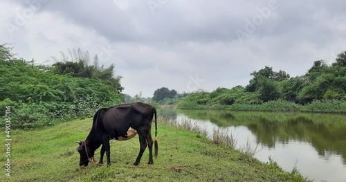 A beautiful black cow standing on the ground with beautiful background.