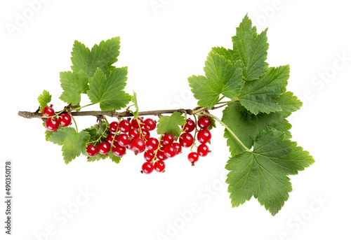 Branch of red currant or redcurrant with berries and leaves isolated on white background. photo