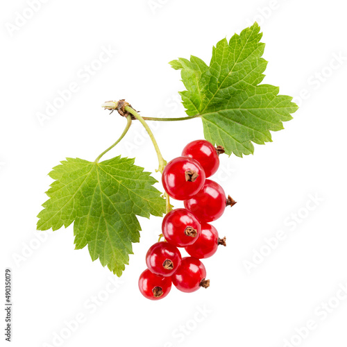 Close-up of red currant or redcurrant berries with leaves isolated on white background.