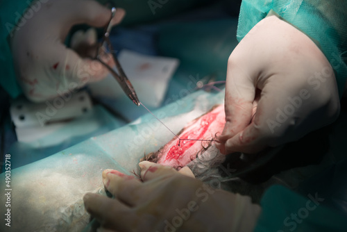 A surgeon and veterinarians team performing castration or sterilization operation on a cat in an animal hospital. 