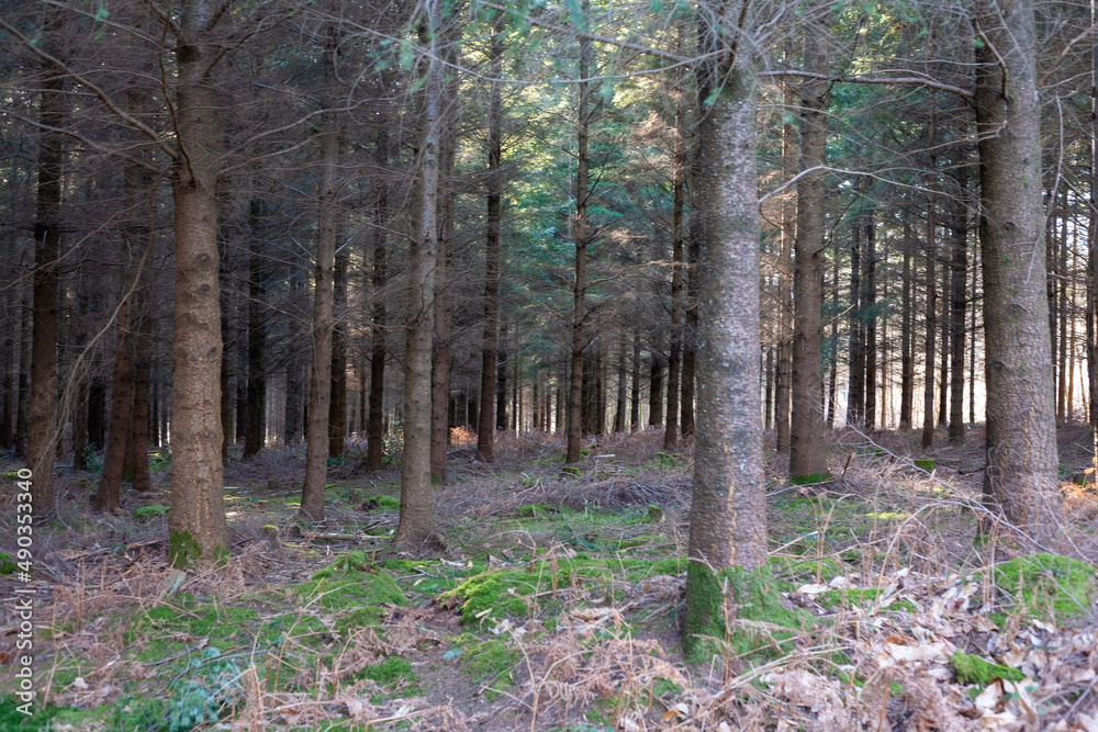 Obraz premium forest in autumn