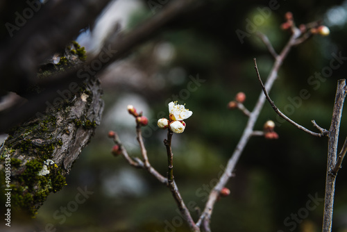 今年初めての白梅