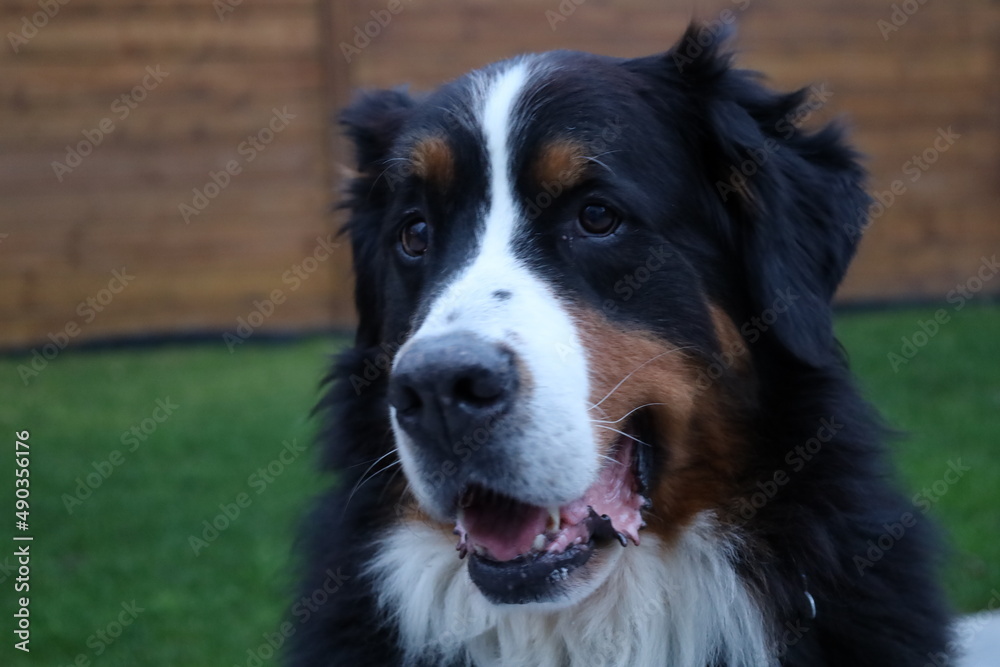 View on a Bernese Mountain Dog wich is a large dog breed, one of the four breeds of Sennenhund-type dogs from Bern, Switzerland and the Swiss Alps