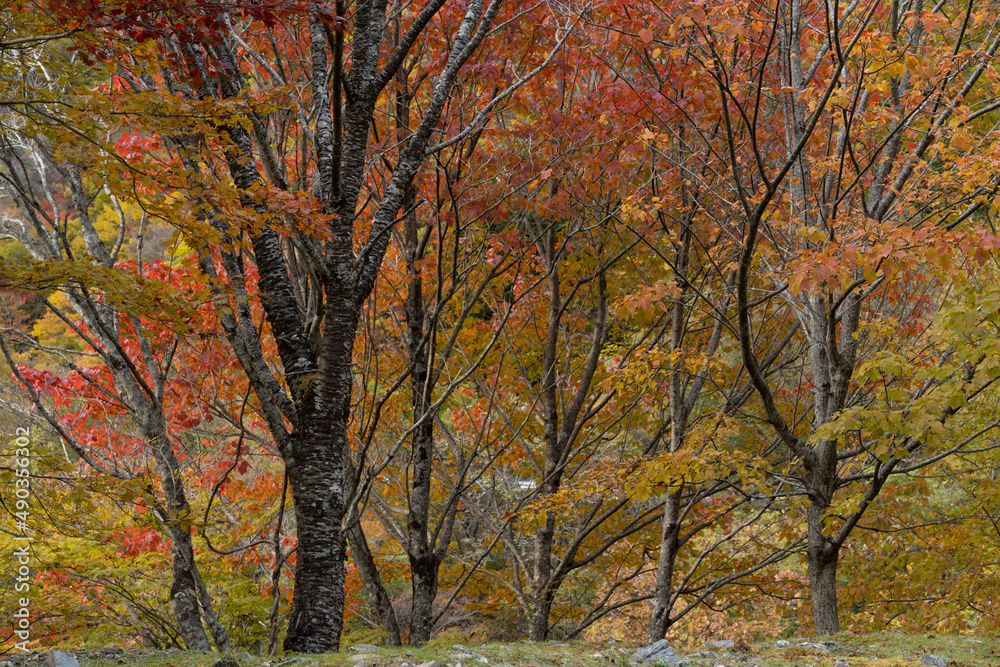 fall leaves on a mountain in Japan fall leaves on a mountain in Japan