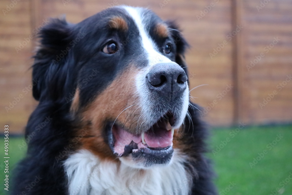 View on a Bernese Mountain Dog wich is a large dog breed, one of the four breeds of Sennenhund-type dogs from Bern, Switzerland and the Swiss Alps