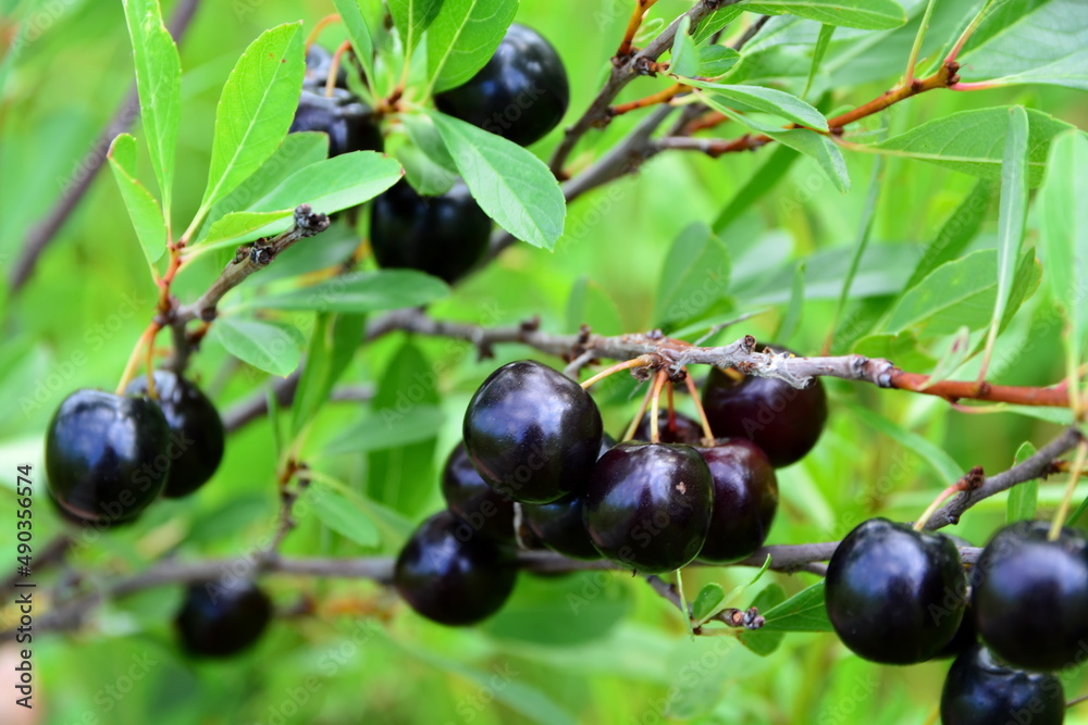 harvest berries of cherries close up on tree branches in the garden harvest berries of cherries close up on tree branches in the garden