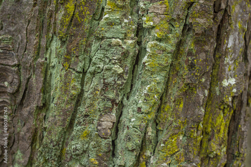 Obraz premium tree texture