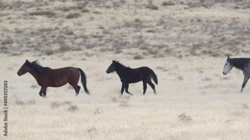 Wild horses running through the grassy landscape in winter through the West desert of Utah. Wild horses running through the grassy landscape in winter through the West desert of Utah.