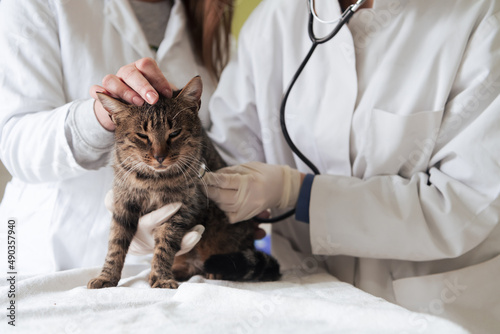 Fototapeta Naklejka Na Ścianę i Meble -  Veterinary team for treating sick cats, Maintain animal health Concept, animal hospital