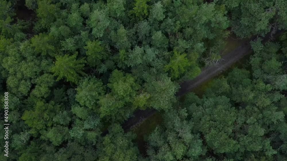 Forest trails in Tisvilde Hegn, Denmark.