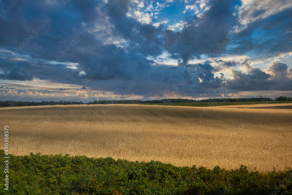 Fototapeta premium Blue sky with a clouds over field of wheat, Ukraine