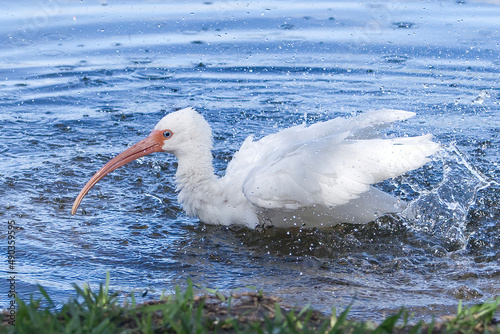American White Ibis Splashing in a pond