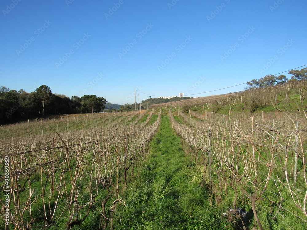 Photo of a young vineyard during winter.