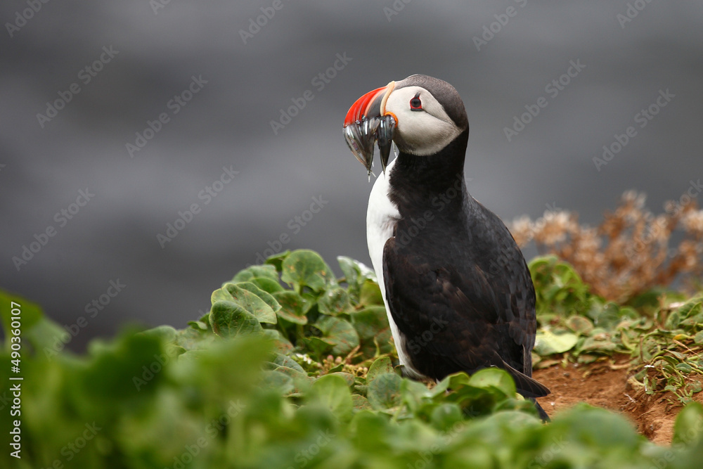 Obraz premium Papageitaucher / Atlantic puffin / Fratercula arctica..
