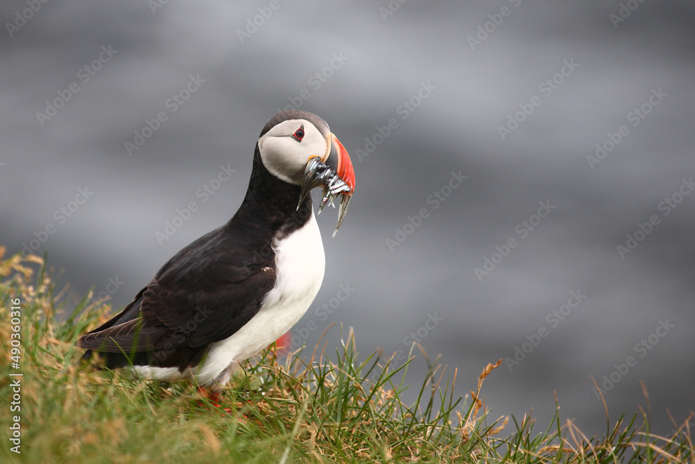 Papageitaucher / Atlantic puffin / Fratercula arctica.. Papageitaucher / Atlantic puffin / Fratercula arctica..