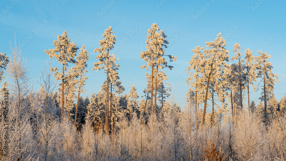 Winter landscape with snowy bushes and trees on blue sky background. Plants are covered with hoar frost. Winter landscape with snowy bushes and trees on blue sky background. Plants are covered with hoar frost.