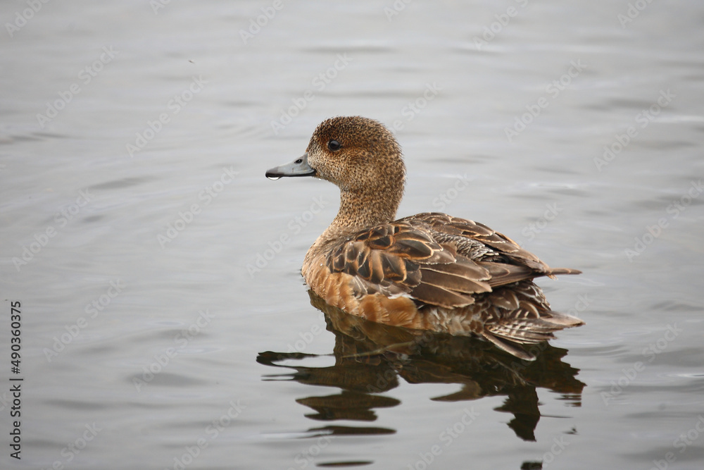 Fototapeta premium Schnatterente / Gadwall / Mareca strepera
