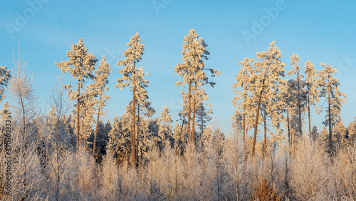 Wallpaper Mural Winter landscape with snowy bushes and trees on blue sky background. Plants are covered with hoar frost. Torontodigital.ca