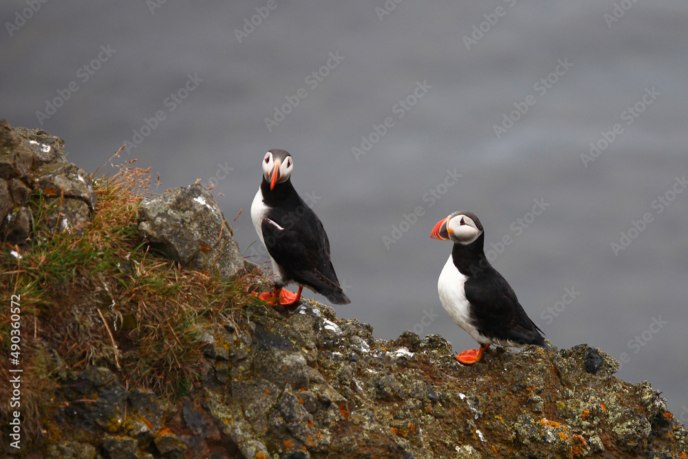 Fototapeta premium Papageitaucher / Atlantic puffin / Fratercula arctica