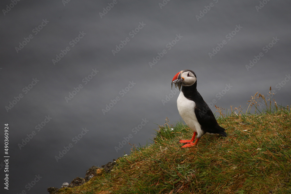 Papageitaucher / Atlantic puffin / Fratercula arctica..