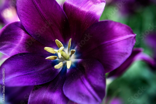 violet flower closeup