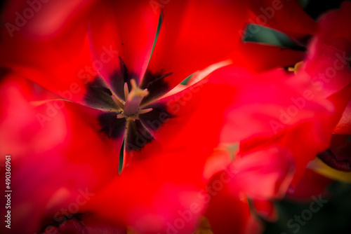 red flower closeup