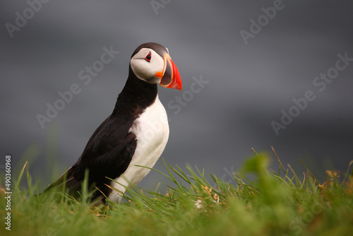 Papageitaucher / Atlantic puffin / Fratercula arctica