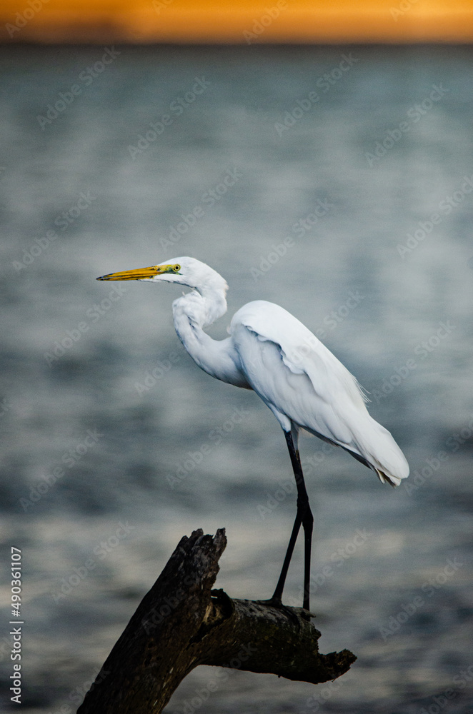 Little heron perching on a dead wood by the sea Little heron perching on a dead wood by the sea