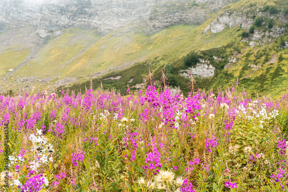 Obraz premium Mountain landscape with pink fireweed flowers in the foreground, mountains in white haze of clouds, beautiful view