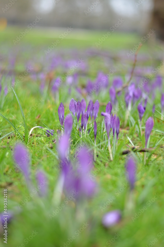 Close-up of blooming crocuses and brightly green grass. Drops of rain water visible on the flowers. Tender sings of spring. Flowers of love and hope.