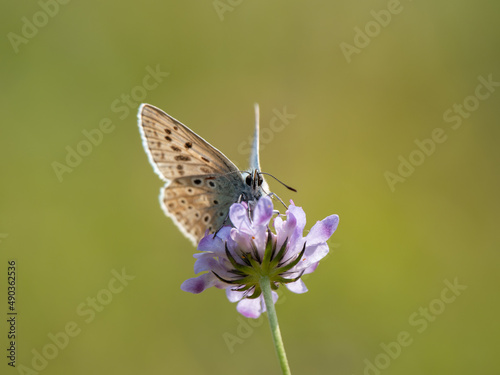 Male Chalkhill Blue Butterfly Feeding on Field Scabious
