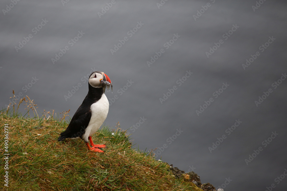 Papageitaucher / Atlantic puffin / Fratercula arctica.. Papageitaucher / Atlantic puffin / Fratercula arctica..