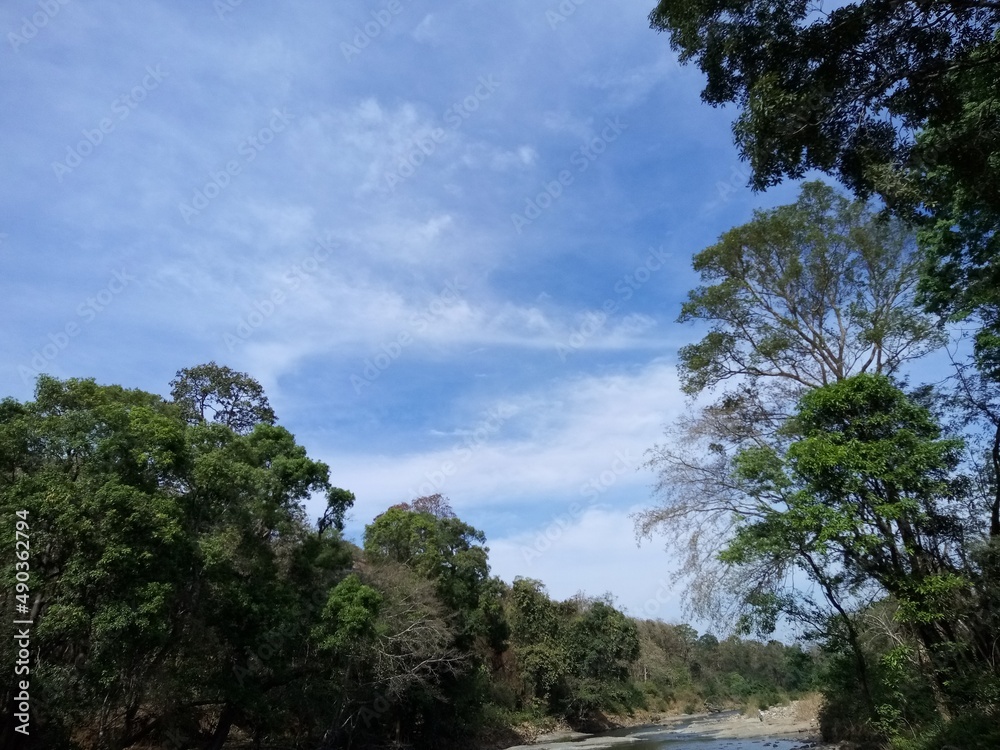 trees and clouds