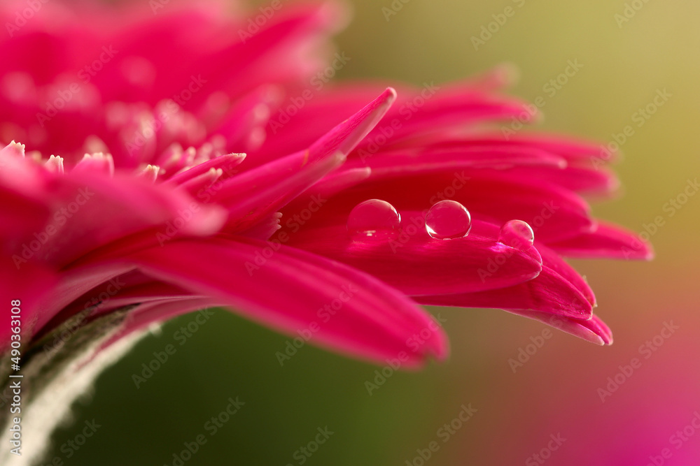 A large pink gerbera flower with large water droplets decreasing in size. Natural lighting and soft bokeh background.