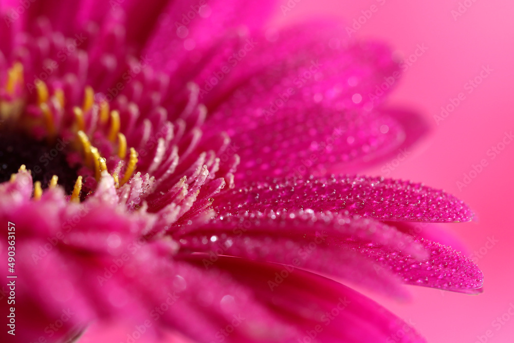 A pink gerbera flower covered in dew like droplets in subtle natural light. A pink gerbera flower covered in dew like droplets in subtle natural light.