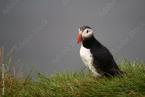 Papageitaucher / Atlantic puffin / Fratercula arctica © Ludwig