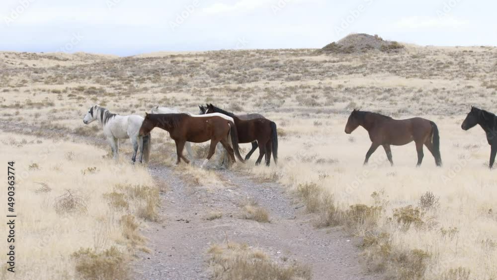 Onaqui wild horse herd moving through the West Desert over dirt road in Utah.