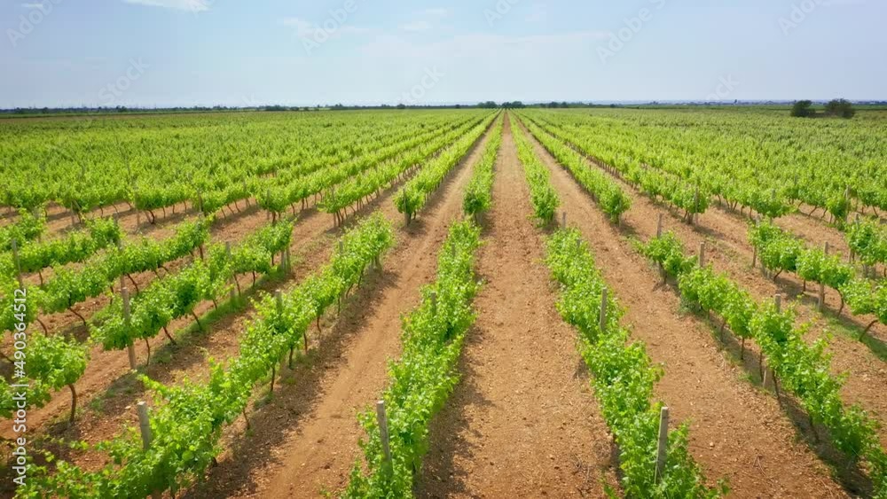 Vineyard agrecultural meadow. Narure aerial composition. Vineyard agrecultural meadow. Narure aerial composition.